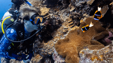 A diver looking at an anemone full of clownfish on a reef in Palau